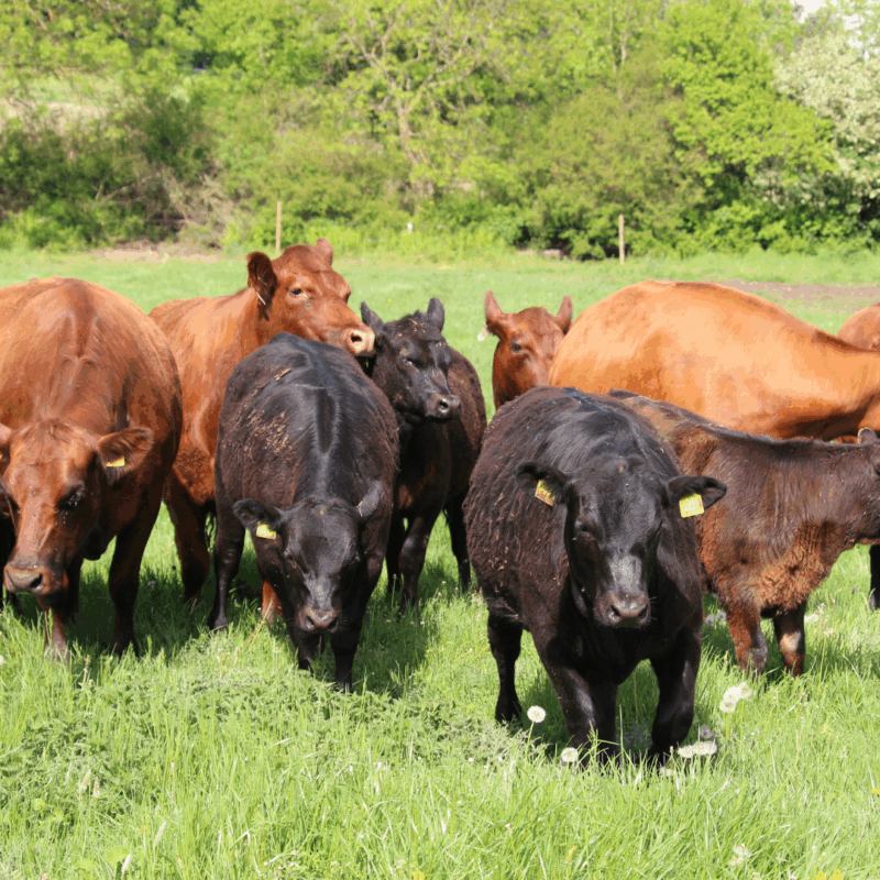 Rogges Angushof – Bio Angus Rindfleisch
