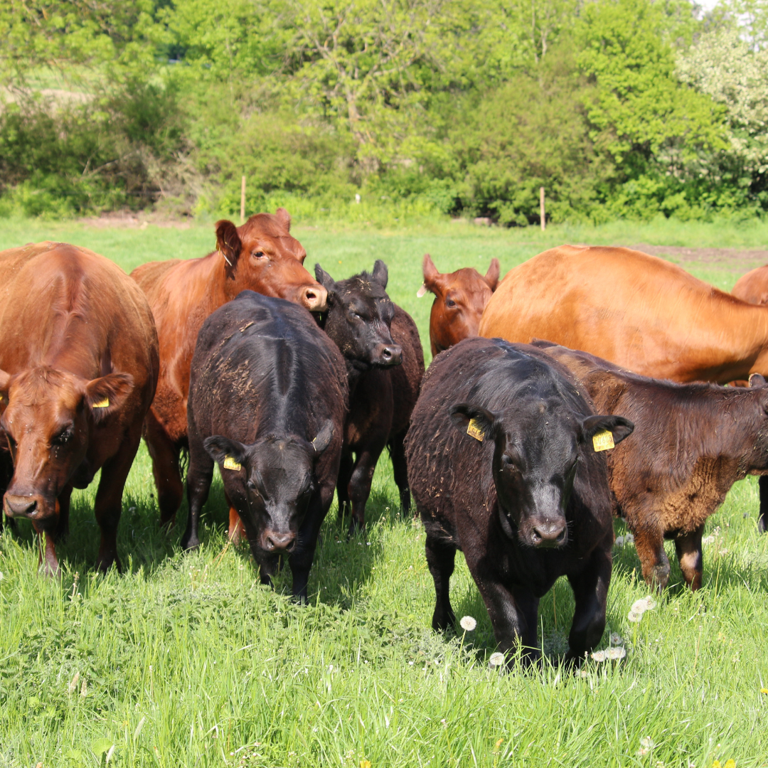 Bio Angus Rindfleisch